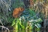 Water Vole