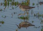 Lesser Yellowlegs portfolio