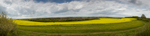 Dorchester Rapeseed