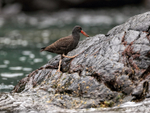 Blackish Oystercatcher (juvenile) climbs rock, Chanaral Island, Chile
