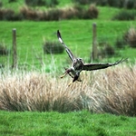 red kite wales