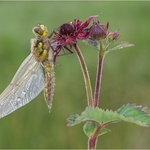 4 Spotted Chaser 2017-12