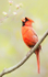 Cardinal--Spring Song