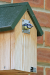 Blue Tit emerging from nestbox, Oxfordshire, UK