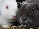 equiscot1997