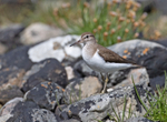 Common Sandpiper - Actitis hypoleucos