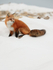 Red Fox, Churchill recycling depot, Canada
