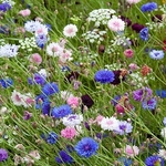 Wildflower Meadow