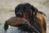 Frear-Gundog