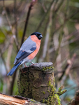 Bullfinch