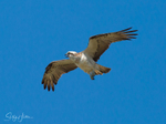 Osprey in Flight 4