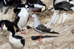 Dolphin Gull and Imperial Shags, Carcass Island, Falklands