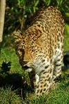 Amur leopard - Milena (Colchester Zoo)