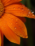 Portrait Macro Gazania After Rain