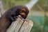 Polecat