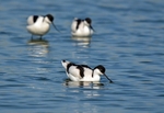 Avocets