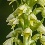 Small wihte orchid (Gymnadenia albida) also Pseudorchis albida and leucorchis albida
