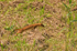 Stoat