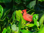 Northern Cardinal portfolio
