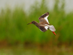 Redshank on landing approach to Greenaways at Otmoor