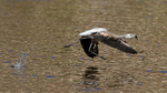 Chilean Flamingo (immature) starts take off run, Machuca, Chile