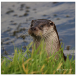 Otter
