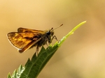 Large Skipper