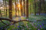 z4380 Sunrise Bluebells near Havenstreet