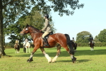 SBM_59937
