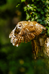 tawny owl Strix aluco-5901
