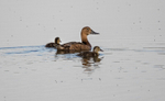 Ferruginous Duck,