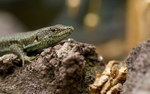 MADEIRAN WALL LIZARDS