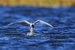 Arctic Tern rises from water, Floi, Iceland