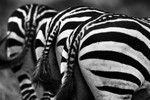 Stripes