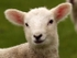 Lamb