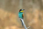European Bee-eater
