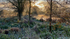 Frosted Sunrise II