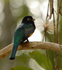 Violaceous Trogon male