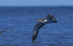 Shearwater