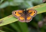 Gatekeeper (Male)