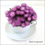 Black Knapweed