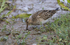 Pectoral Sandpiper