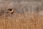 Northern Harrier in low flight, Bosque del Apache, New Mexico