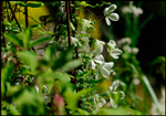 Linnea's Garden 8