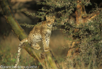 Female leopard
