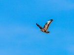 Common Buzzard