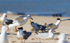 Gull Attack 2