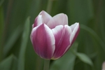 Plum Flower