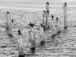 Cormorants 01