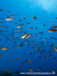 RS003: Anthias